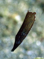 Juvenile Rigid Shrimpfish - <em>Centriscus scutatus</em> - Jungtier Steifer Schnepfenmesserfisch
