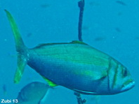 Smalltooth Jobfish, Uku - Aphareus furca - Gabelschwanz-Schnapper