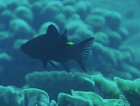 Arrowhead Soapfish - Belonoperca chabanaudi - Leuchtfleck- Seifenbarsch