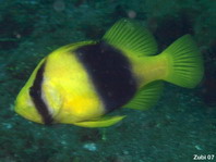 Two-banded Soapfish - Diploprion bifasciatum - Schwarzgelber Seifenbarsch