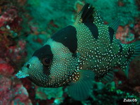 Spotted Soapfish - Pogonoperca punctata - Schneeflocken Seifenbarsch