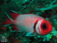 Blacktip Soldierfish (Spledid Soldierfish) - Myripristis botche - Schwarzflossen-Soldatenfisch
