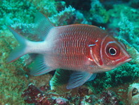 White-spot Soldierfish - Myripristis woodsi - Weissfleck-Soldatenfisch