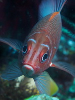 White-spot Soldierfish - Myripristis woodsi - Weissfleck-Soldatenfisch