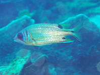 Tailspot squirrelfish - Sargocentron caudimaculatum - Silberfleck-Husar