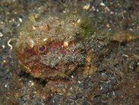 Pitted stonefish (Monkeyfish) - <em>Erosa erosa</em> - Affenfisch