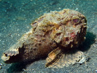 Pitted stonefish (Monkeyfish) - <em>Erosa erosa</em> - Affenfisch