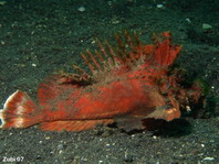 Spiny Devilfish - <em>Inimicus didactylus</em> - Finger-Teufelsfisch