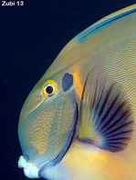 Roundspot Surgeonfish - Acanthurus bariene - Rammkopf Doktorfisch