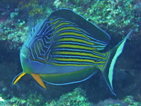 Striped Surgeonfish - Acanthurus lineatus - Blaustreifen Doktorfisch