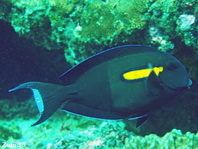 Orangeband Surgeonfish - Acanthurus olivaceus - Achselklappen-Doktorfisch