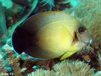 Mimic Surgeonfish - Acanthurus pyroferus - Schokoladen Doktorfisch