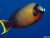 Mimic Surgeonfish - Acanthurus pyroferus - Schokoladen Doktorfisch
