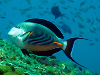 Sohal Surgeonfish - <em>Acanthurus sohal</em> - Arabischer Doktorfisch