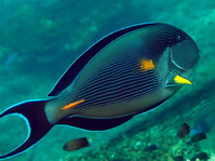 Sohal Surgeonfish - Acanthurus sohal - Arabischer Doktorfisch