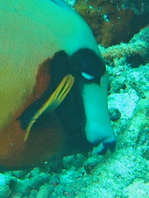 Indian Mimic Surgeonfish - Acanthurus tristis - Mimikry Doktorfisch