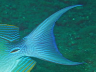 Yellowfin Surgeonfish - Acanthurus xanthopterus - Gelbflossen-Doktorfisch