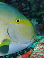 Yellowfin Surgeonfish - Acanthurus xanthopterus - Gelbflossen-Doktorfisch