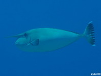 Whitemargin Unicornfish - Naso annulatus - Langnasen-Doktor 