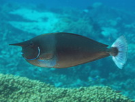 Spotted Unicornfish - Naso brevirostris - Schärpen-Nasendoktor