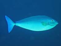 Blacktongue Unicornfish - Naso hexacanthus - Blauschwanz-Nasendoktor
