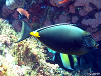 Orangespine Unicornfish - Naso lituratus - Gelbklingen-Nasendoktor 