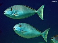 Elongate Unicornfish - Naso lopezi - Lopez-Nasendoktor