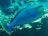Bignose Unicornfish - Naso vlamingii - Masken-Nasendoktor 