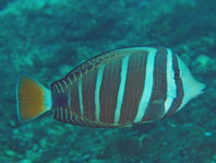 Sailfin Tang - Zebrasoma veliferum - Fledermaus Segelflosser