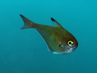 Copper Sweeper - Pempheris oualensis - Kupfer Beilbauchfisch