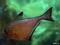 Vanikoro Sweeper - Pempheris vanicolensis - Schwarzrand Beilbauchfisch