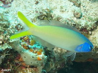 Purple Headed Sand Tilefish - Hoplolatilus starcki - Pfeilchenkopf-Torpedobarsch