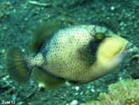 Juvenile Titan Triggerfish (Moustache Triggerfish) - <em>Balistoides viridescens</em> - Jungtier Grüner Riesen-Drückerfisch