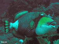 Titan Triggerfish (Moustache Triggerfish) - <em>Balistoides viridescens</em> - Grüner Riesen-Drückerfisch