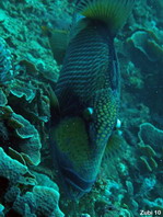Titan Triggerfish (Moustache Triggerfish) eating corals - <em>Balistoides viridescens</em> - Grüner Riesen-Drückerfisch frisst Korallen
