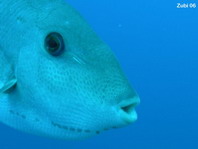 Ocean Triggerfish - Canthidermis sufflamen - Ozean-Drückerfisch