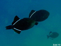 Black Triggerfish - Melichthys niger - Schwarzer Drückerfisch