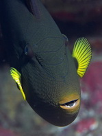 Pinktail Triggerfish - <em>Melichthys vidua</em> - Witwen-Drückerfisch