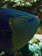 Redtooth Triggerfish (Blue Triggerfish) - Odonus niger - Rotzahn-Drückerfisch