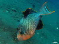 Yellowmargin Triggerfish - <em>Pseudobalistes flavimarginatus</em> - Gelbsaum Drückerfisch