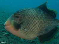 Yellowmargin Triggerfish - <em>Pseudobalistes flavimarginatus</em> - Gelbsaum Drückerfisch