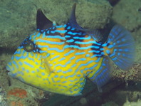 Juvenile Blue or Rippled Triggerfish - <em>Pseudobalistes fuscus</em> - Jungtier Blaustreifen-Drückerfisch
