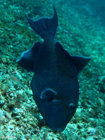 Blue or Rippled Triggerfish - <em>Pseudobalistes fuscus</em> - Blaustreifen-Drückerfisch