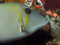 Scythe Triggerfish - Sufflamen bursa - Bumerang-Drückerfisch