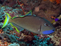 Gilded Triggerfish - Xanthichthys auromarginatus - Blaukehl-Drückerfisch