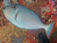 Gilded Triggerfish - Xanthichthys auromarginatus - Blaukehl-Drückerfisch