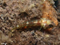 Largemouth Triplefin - Ucla xenogrammus - Dreiflosser