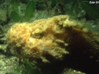 Sandpaper Velvetfish - Adventor elongatus - Schmirgelpapier Samtfisch