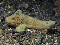 Velvetfish similar to Paraploactis intonsa from Australia - Paraploactis sp2 - Samtfisch ähnlich wie Paraploactis intons aus Australien