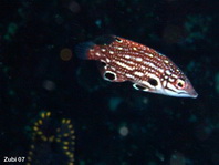Juvenile Diana's Hogfish (Wrasse) - Bodianus diana - JungtierDiana Schweinslippfisch